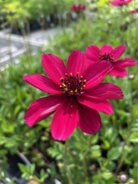 COSMOS Cherry Chocolate